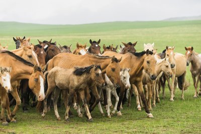 Local family rounding up their horses in Gun-Galuut Nature Reserve by Ira Block