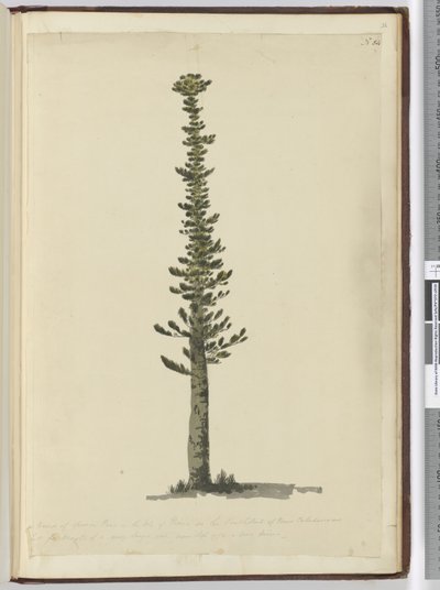 Kind of spruce pine in the Isle of Pines on the south end of New Caledonia and tall for masts of a very large sort. Seen Sept. 1774..., 1772-75 by Isaac Smith