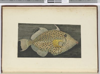 A fish called Old Wife of S. Jago, 1772-75 by Isaac Smith