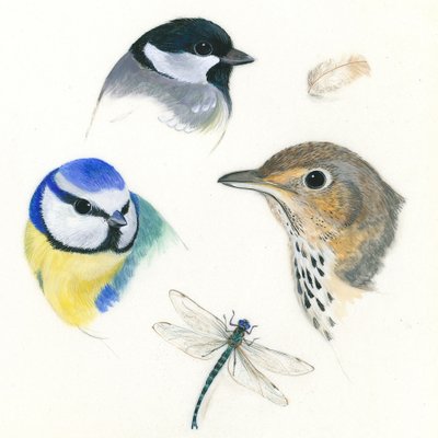Birds and Dragonfly Study by Isabelle Brent