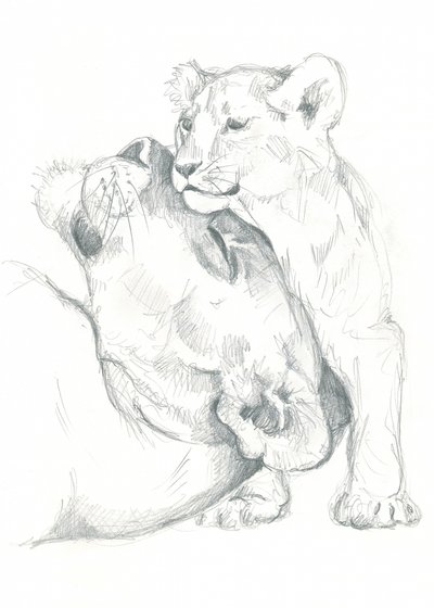 Lioness and Cub Drawing Study by Isabelle Brent