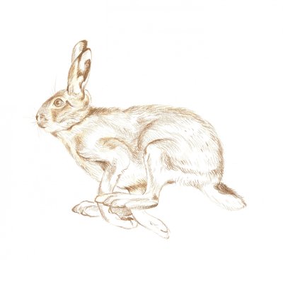 Running Wild Hare by Isabelle Brent