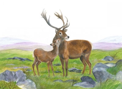 Stag and Young Hind by Isabelle Brent
