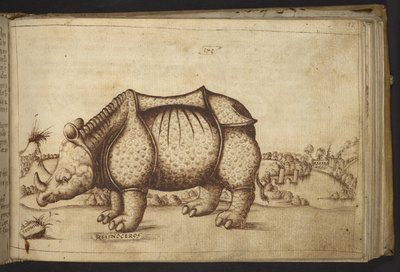 Add. 82955, f.172 Rhinoceros, from Historia Animalium by Italian School