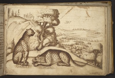 Leopards (
