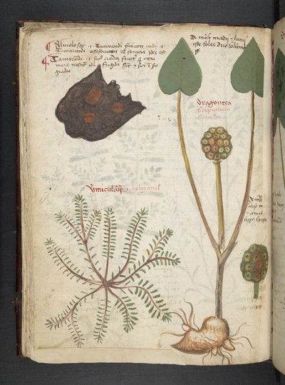 A Herbal, Belluno by Italian School
