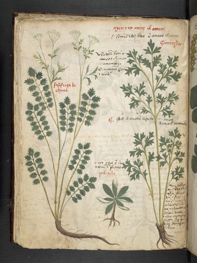 A herbal, Belluno by Italian School