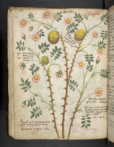 A herbal, Belluno by Italian School