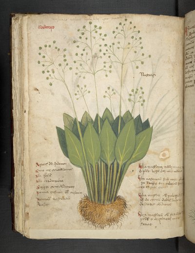 A herbal, Belluno by Italian School