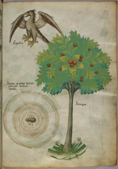Botanical illustration of a tree, a spider-web and an eagle by Italian School