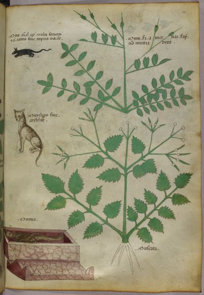 Botanical Illustration of Plants with a Leopard, a Mouse and a Corpse, circa 1440 by Italian School