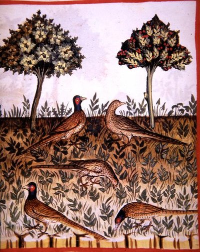 Pheasants, illustration from 