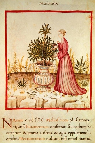 Watering Marjoram, from 