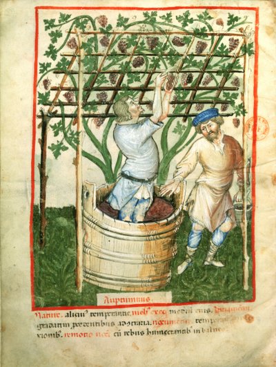 Gathering and pressing grapes by Italian School
