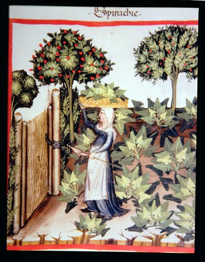 Harvesting Spinach, from Tacuinum Sanitatis Codex Vindobonensis by Italian School