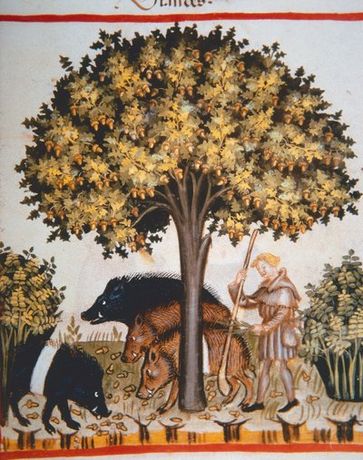 Harvesting Acorns, from Tacuinum Sanitatis Codex Vindobonensis by Italian School