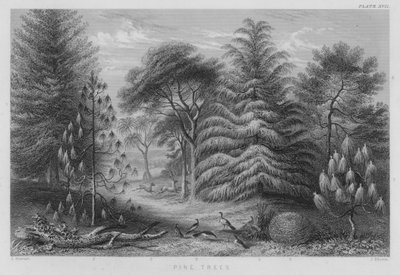 Pine Trees by J. (after) Stewart