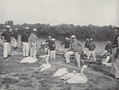 Swan Upping on the Thames, Examining the Old Birds by J. Benjamin Stone
