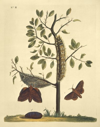 Butterflies, Caterpillars and Plants: Plate No. 111 by J. Dutfield