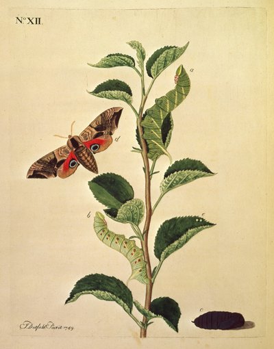 Butterflies, Caterpillars and Plants: Plate XII by J. Dutfield