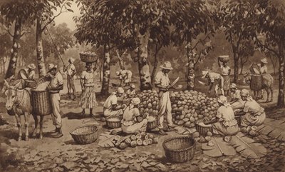 Breaking cocoa pods in Trinidad by J. Macfarlane