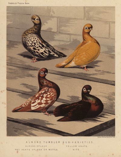 Pigeons: Almond Tumbler Sub-Varieties, Almond Splash, Yellow Agate, Red Agate Splash or Mottle, Kite by J. W. (after) Ludlow