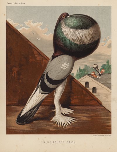Pigeons: Blue Pouter Cock by J. W. (after) Ludlow
