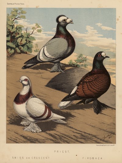 Pigeons: Priest; Swiss or Crescent; Fire-Back by J. W. (after) Ludlow