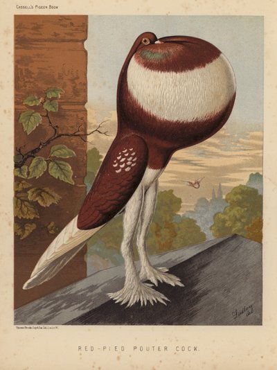 Pigeons: Red-Pied Pouter Cock by J. W. (after) Ludlow