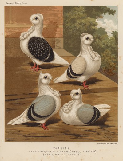 Pigeons: Turbits, Blue Chequer and Silver, Shell Crown, Blue, Point Crests by J. W. (after) Ludlow
