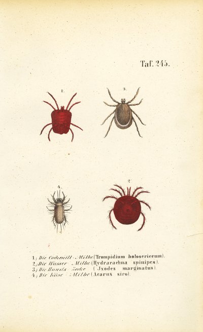 Different Species of Mites and Ticks by J. W. Tenhaeff