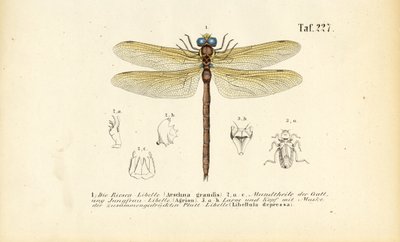 Dragonflies with Their Mouthparts and Larvae by J. W. Tenhaeff