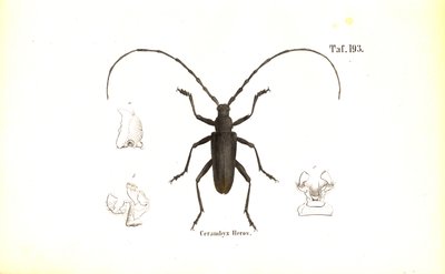 Great Capricorn Beetle by J. W. Tenhaeff