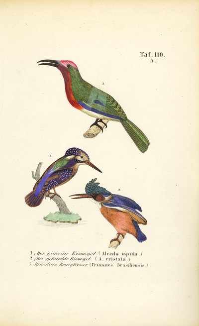 Kingfishers and Brazilian Honeyeater by J. W. Tenhaeff