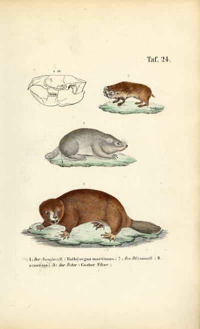 Mole-rats and Beaver by J. W. Tenhaeff