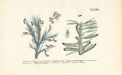 Pine Sawfly Larvae and Their Development by J. W. Tenhaeff