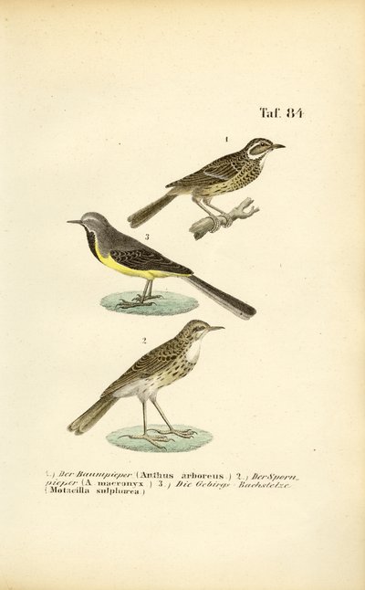Pipits and Wagtail Species by J. W. Tenhaeff