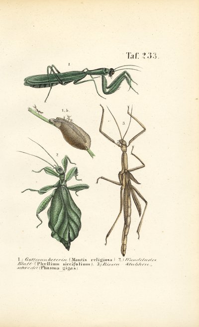 Praying Mantises and Stick Insects by J. W. Tenhaeff