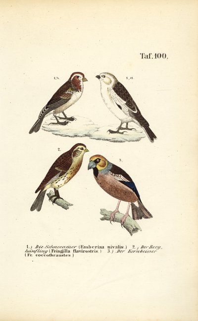 Snow Bunting, Twite and Hawfinch by J. W. Tenhaeff