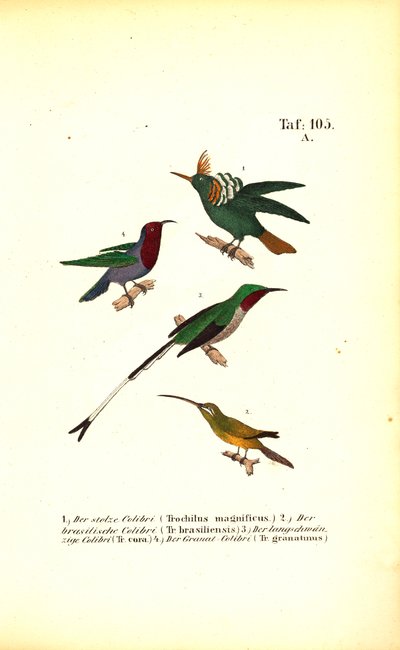 Various Hummingbird Species by J. W. Tenhaeff