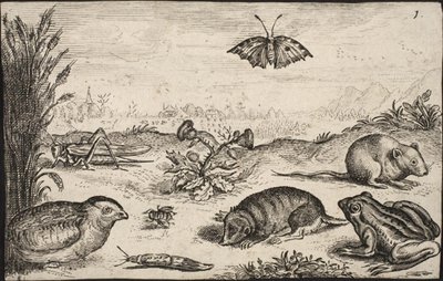 Small Animals and Insects: Grasshopper, Butterfly, Field Vole, Partridge, Bee, Snail, Mole and Frog by Jacob Matham