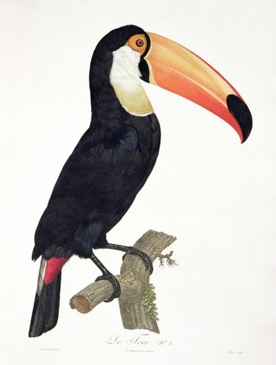 Toucan No.2, from 
