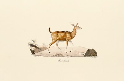 Axis Deer Female by Jacques Christophe Werner
