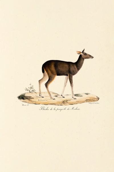 Malayan Deer Doe by Jacques Christophe Werner