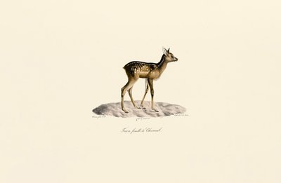 Roe Deer Fawn by Jacques Christophe Werner