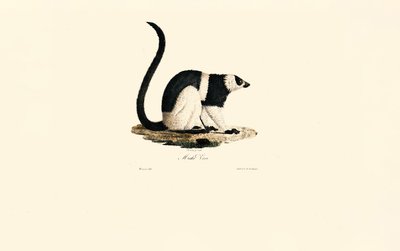 Ruffed Lemur by Jacques Christophe Werner