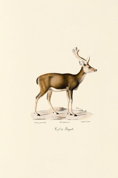 Swamp Deer by Jacques Christophe Werner