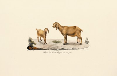 Upper Egyptian Goat with Kid by Jacques Christophe Werner