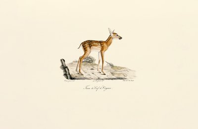 White-tailed Deer - Fawn by Jacques Christophe Werner