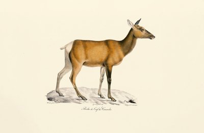 White-tailed Deer - Female by Jacques Christophe Werner